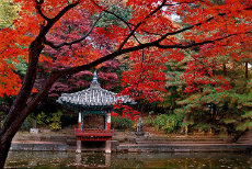 Autumn in Korea 5D4N